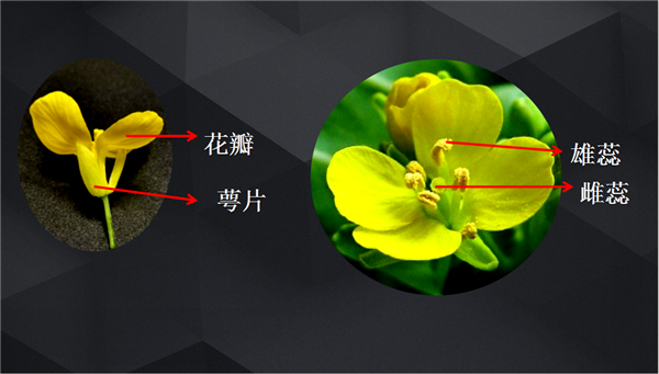 第十一周福建省小学空中课堂亮点多